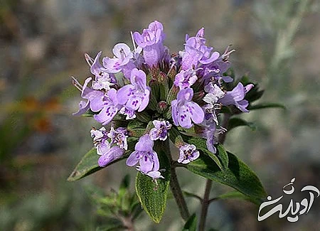 عوارض کاکوتی خواص کاکوتی, کاکوتی چیست